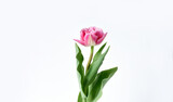 Fototapeta Tulipany - delicate white-pink tulip on a white background . Beautiful composition spring flowers. Valentine's Day, Easter, Birthday, Happy Women's Day, 