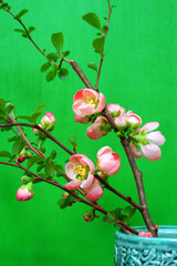 Wall Mural - Red orange blooms of flowering quince chaenomeles shrub