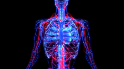 Human Circulatory System Heart Anatomy