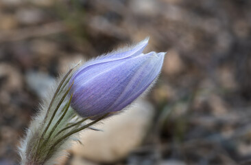 A single light purple wild crocus flower with a rocky background that is out of focus.
