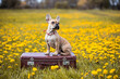 Französische Bulldogge Welpe auf Blumenwiese