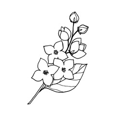 Jasmine bush, Philadelphus with flowers and buds, drawing with black outline and white fill.