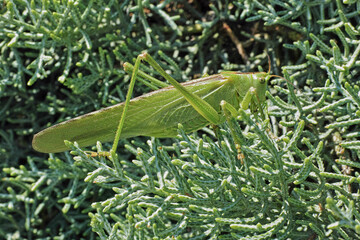 Wall Mural - katydid