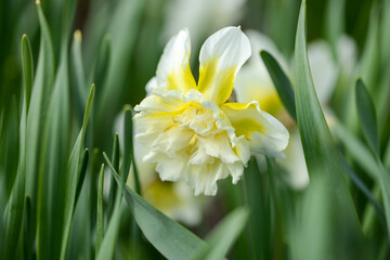 Daffodil (Narcissus) variety Ice King blooms in a garden.