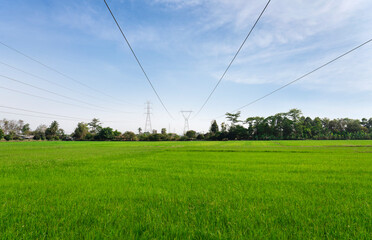 Views of green rice fields with high-voltage poles and blue sky cloud.