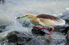Pond Heron Caught Fish And Is Ready To Eat