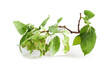 Ulmus minor or Elm tree flowering branch isolated on a white background. Elm is a deciduous and semi-deciduous tree comprising the flowering plant.