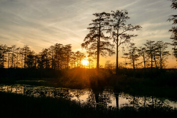 Wall Mural - orange swamp silhouette sunset