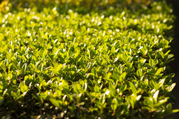 Intense green spring flowers and plants.