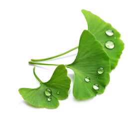 Canvas Print - Ginkgo biloba leaves with water drops