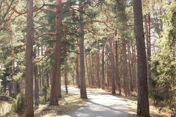 path in the forest