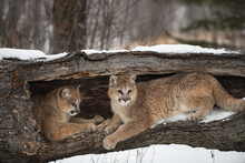 Female Cougars (Puma Concolor) Together Inside Hollow Log Winter