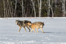Pair Of Grey Wolves (Canis Lupus) In Snowy Field Winter