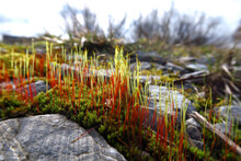 Moss And Lichen Growing Between Stones