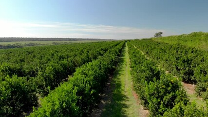 Wall Mural - Orange plantation in Brazil on sunny day