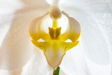Head Of White Blooming Moth Orchid (Phalaenopsis)
