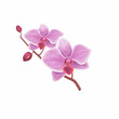 Pink orchid phalaenopsis flower realistic drawing. Orchid flowers on the white background