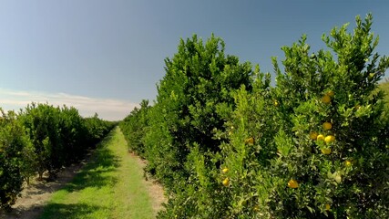 Wall Mural - Orange plantation in Brazil on sunny day