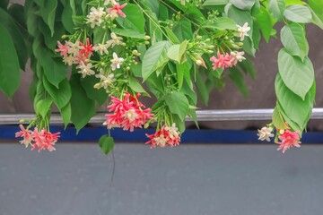 Canvas Print - Combretum indicum flower