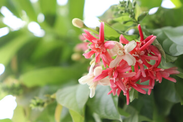 Poster - Combretum indicum flower