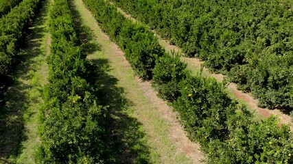 Wall Mural - Orange plantation in Brazil on sunny day