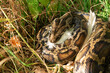 The Python has captured its prey.  Python eats chicken Animal wildlife background concept