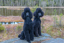 Standard Poodle. Two Well-groomed And Nicely Cut Standard Poodle Poses For The Photographer