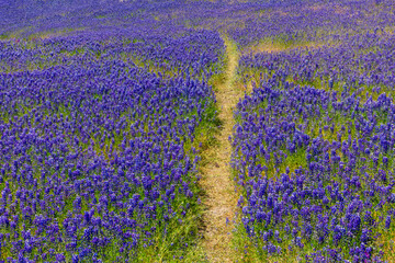 Trail path disappears into a purple wildflower lupine field