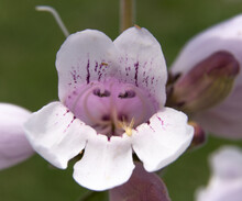 Peering Deeply Into Flower Of A Pink-purple Penstemon, An Odd Face-like Apparition Is Seen On This Texas Spring Wildflower Afternoon.