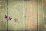 Fototapeta  - Bellflowers on old wooden table covered with blue paint. View from above