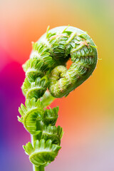 Wall Mural - Macro close up fern coiled with colorful background out of focus