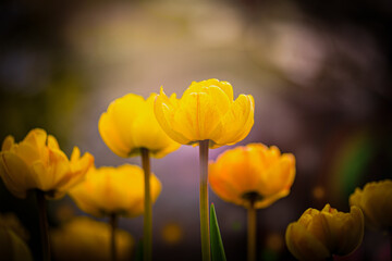 Wall Mural - Bright red and yellow tulips shot from low interesting perspective. 