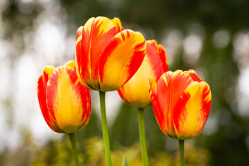 Wall Mural - Bright red and yellow tulips shot from low interesting perspective. 