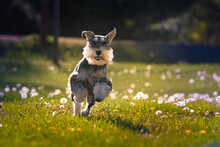Schnauzer Dog Running Happily On Green Grass With Yellow Dandelions. Miniature Schnauzer Dog With White Beard And Mustache 