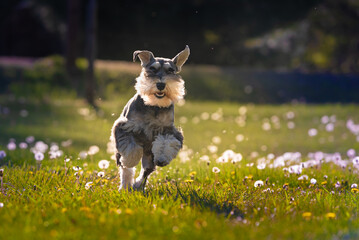 schnauzer dog running happily on green grass with yellow dandelions. miniature schnauzer dog with white beard and mustache 