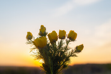 Wall Mural - Flowers adonis in a bouquet, at sunset.