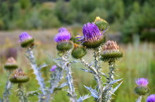 Close-up Of Thistle, Spear Thistle In Bloom