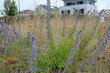 FU 2020-05-19 Stommeln 49 Wilde Blumen vor einem Haus