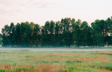 Sticker - Sunrise in the morning forest overlooking nature. Morning fog spreads over the ground. Rural landscape. Meadow and forest.	