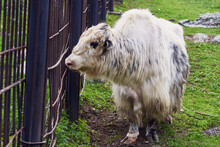 A Beautiful White Yak With Long Hair Walks In An Aviary In A Nature Reserve.