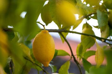 Yellow lemons citrus fruits hanging on lemon tree in garden