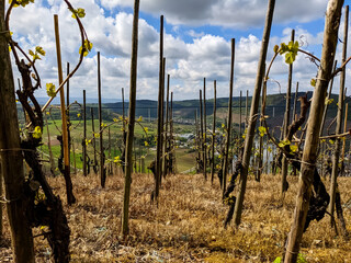 Wall Mural - Rebstock an der Mosel - Weingut Anbau Wein Blüte Weintrauben