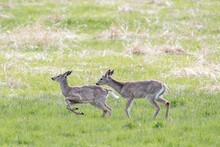 Deer Starting To Run In A Field.