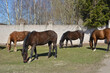 Horses Eating Young Spring Grass. Four Horses 