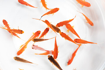 goldfishes swimming in fish bowl on white background