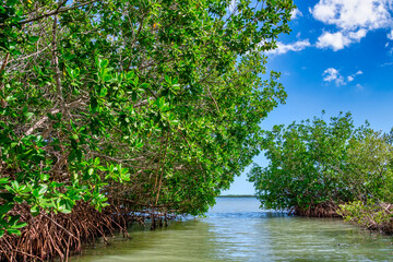 Red mangrove forest on the South coast of Cuba. 