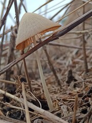 Mushroom blooms in rainy season