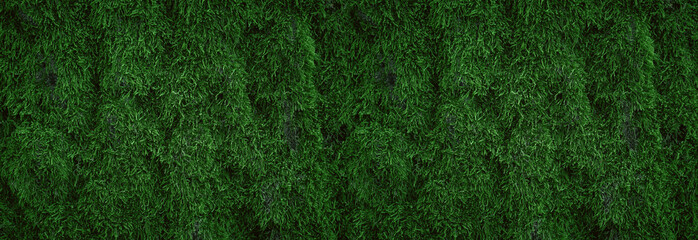 Wall Mural - green moss on tree trunk for background