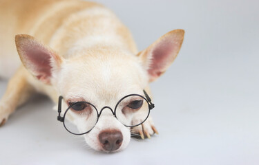 sad or sleepy Chihuahua dog wearing eye glasses, lying down on white background.