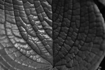  Leaf close up view with all veins visible black and white abstract dark background